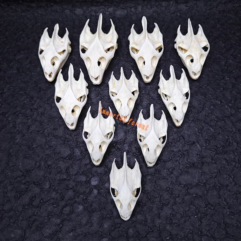 1/2/5/10pcs Real turtle skull/trionyx sinensis/animal bone