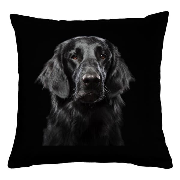 Polštář bavlněný Hlava coated retrievera
