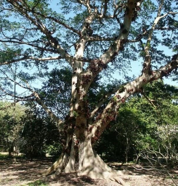 Semena Fíkovníku Ficus Racemosa 50 ks Zelené Až Červené Plody Okrasný Strom Bonsai Pokojová Rostlina Pro Pěstování V Bytě I Na Zahradu