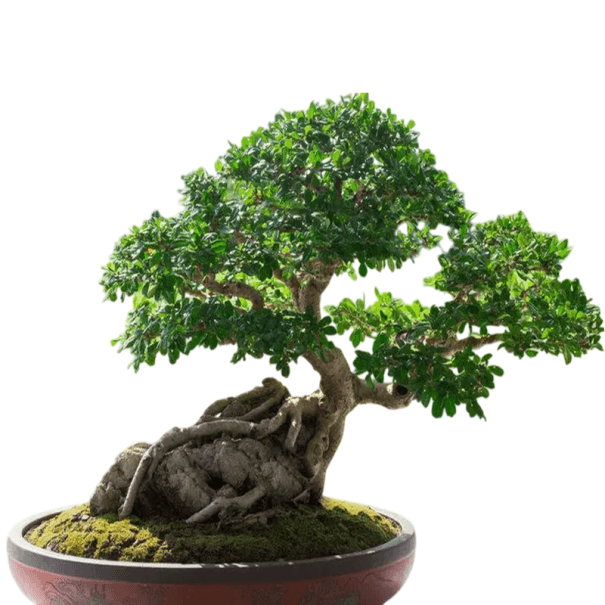 Semena Fíkovníku Ficus Virens 40 ks Zelené Listy Okrasný Strom Bonsai Pokojová Rostlina Pro Pěstování V Bytě I Na Zahradu