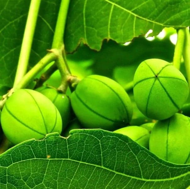 Semena Jatropha Curcas Dávivec Černý 5 ks Zelené Plody Zelené Listy Teplomilná Rostlina Pro Květináč I Zimní Zahradu Pěstování Ze Semen