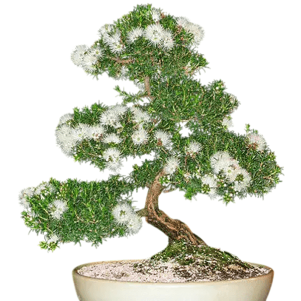 Semena Kunzea Ambigua Kunzea 10 ks Bílé Květy Drobné Jehlicovité Listy Stálezelený Keř Pro Květináč I Bonsai Pěstování Ze Semen