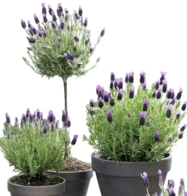 Semena Levandule Stopkatá Lavandula Pedunculata 50 ks Fialové Květy Aromatická Trvalka Pro Květináč Zahradu I Skalku Pěstování Ze Semen