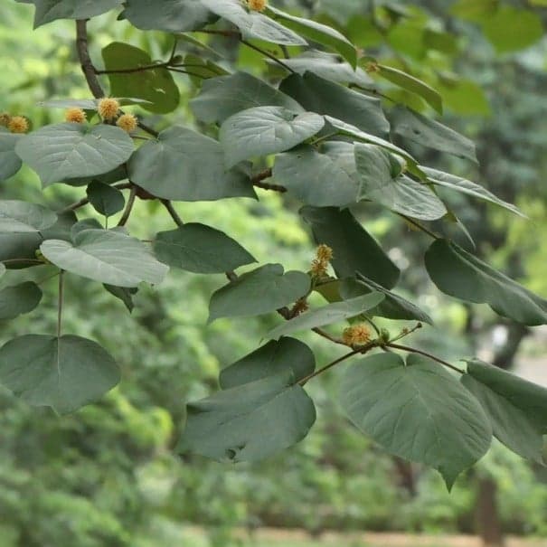 Semena Stromu Haldina Cordifolia Haldina Srdčitolistá 200 ks Krémové Kulovité Květy Zelené Listy Okrasný Strom Pro Nádobu I Na Zahradu