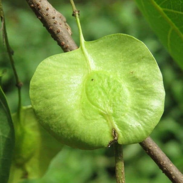 Semena Stromu Holoptelea Integrifolia Holoptelea Celolistá 100 ks Zelené Křídlaté Plody Zelené Listy Okrasný Strom Pro Nádobu I Na Zahradu