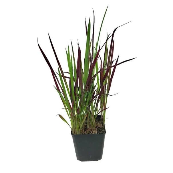 Semena Trávy Imperata Cylindrica Imperata Válcovitá 1000 ks Červenozelené Listy Okrasná Tráva Pro Výsadbu Na Zahradu I Truhlík