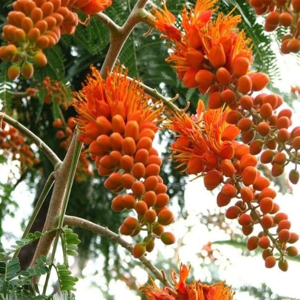 Semínka Colvillea racemosa 5 ks vzácný tropický strom z Madagaskaru s oranžovými visutými květenstvími pro pěstování ve skleníku
