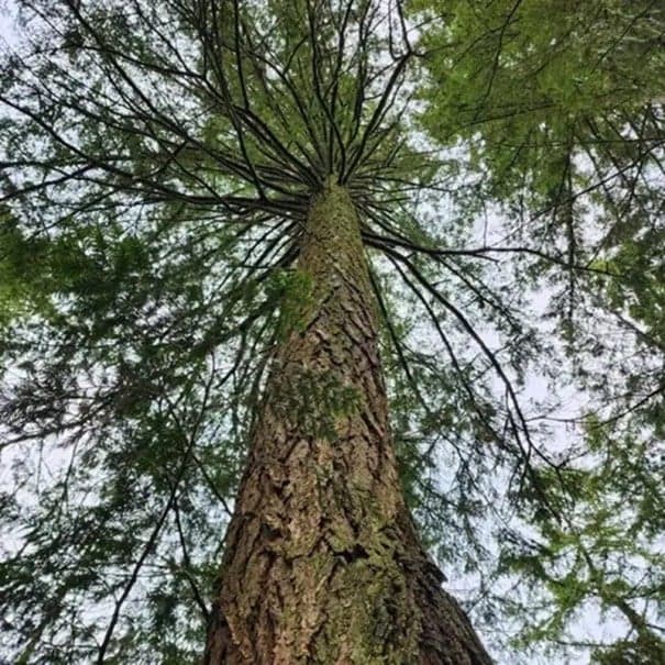 Semínka douglasky Pseudotsuga menziesii 10 ks Stálezelený jehličnan se zelenými jehlicemi Na zahradu i pěstování bonsaje