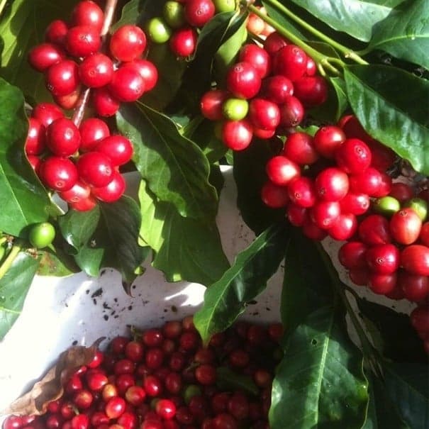 Semínka kávovník arabský Coffea arabica Catuai 5 ks brazilská kompaktní odrůda s červenými plody pro pěstování doma i v interiéru