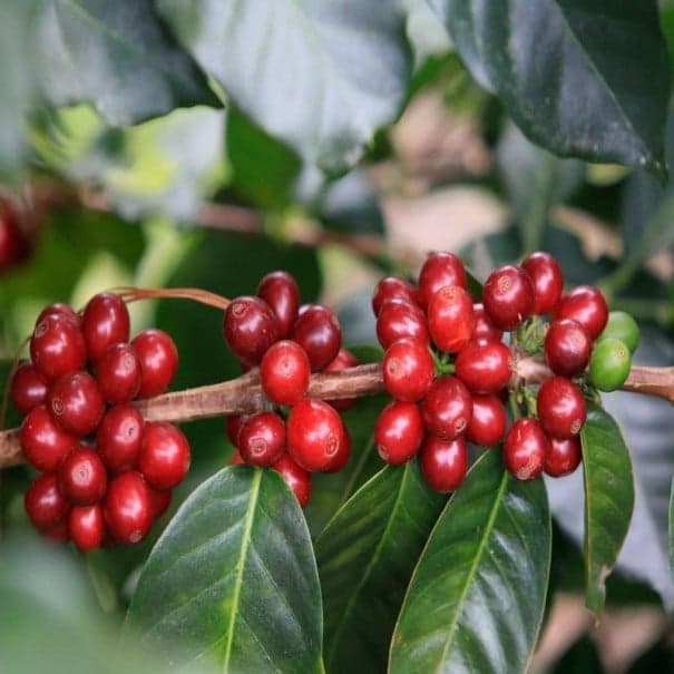 Semínka kávovník arabský Coffea arabica Lempira 5 ks honduraská kávová odrůda pro vlastní vychování stromku v domácí kuchyni