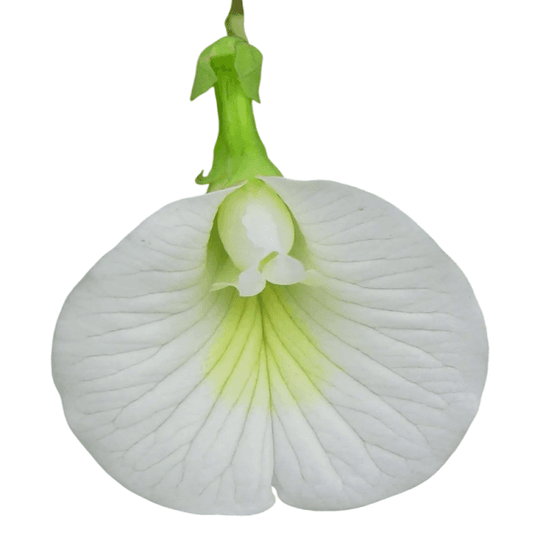 Semínka klitorie ternatská bělokvětá Clitoria ternatea albiflora 5 ks tropická liána s bílými květy pro pergolu i zimní zahradu
