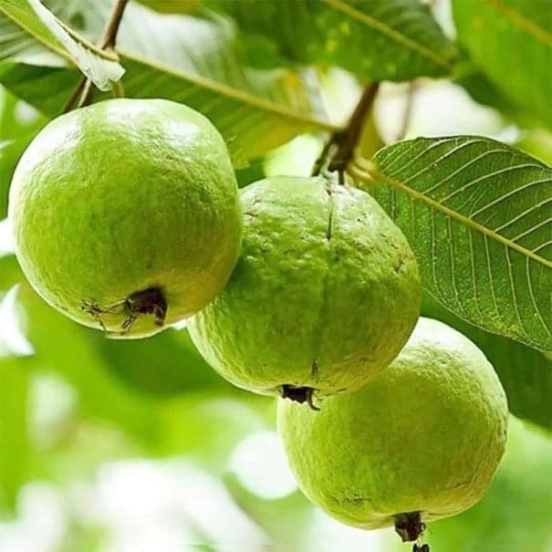 Semínka kvajávy Psidium guajava 10 ks Tropický ovocný strom s jedlými zelenými plody Na pěstování i do skleníku a květináče